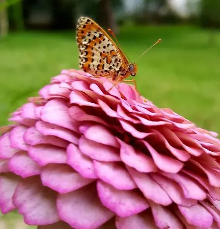 Oda ve Kahvaltı Giardino Dei Suoni Melendugno